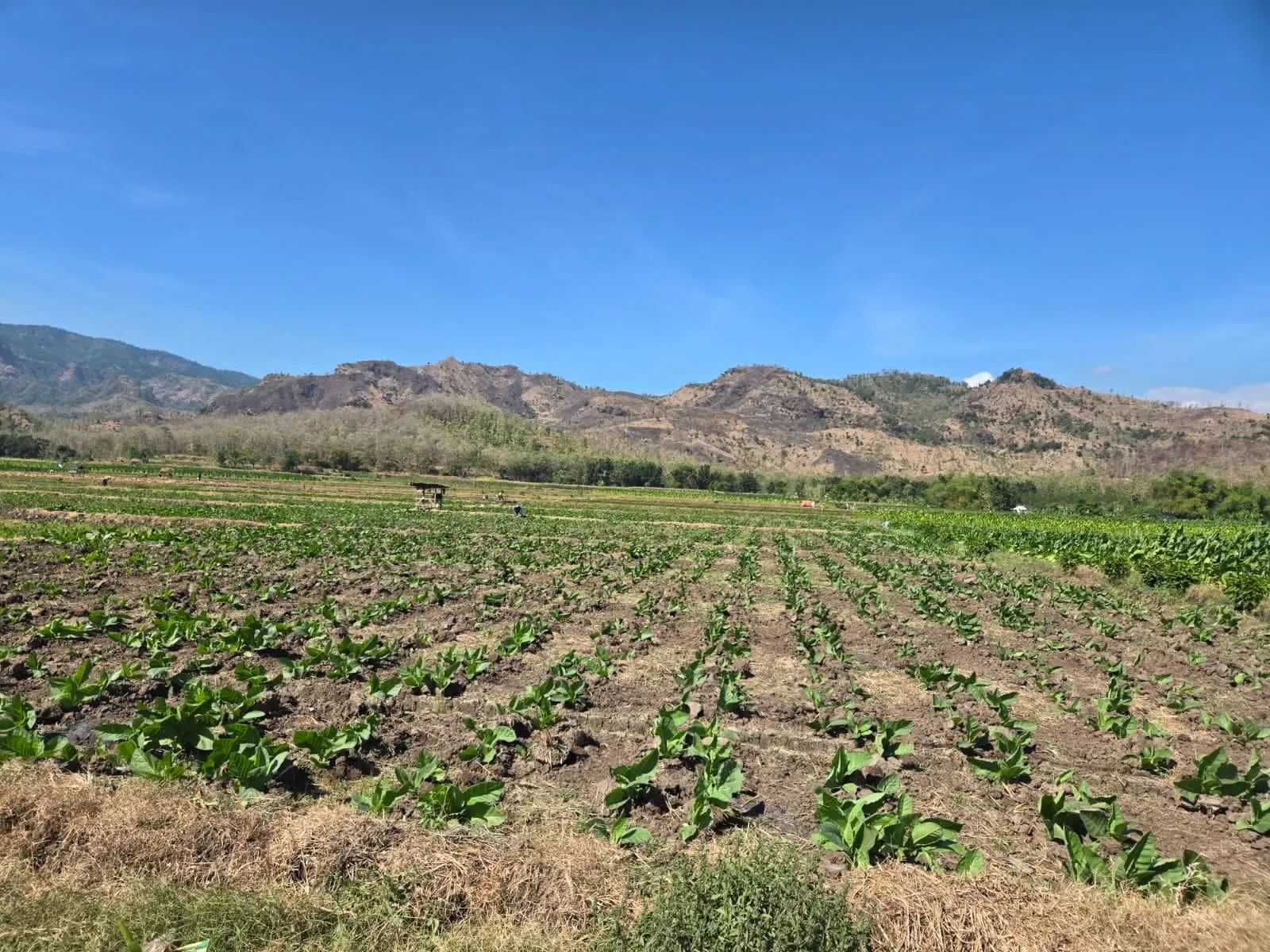 Pemandangan Selomukti 4